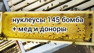 КУЧА МЕДА С НУКЛЕУСОВ НА 145 И ДОП.СЕМЬЯ. Мой отзыв о нуклеусах. BEEKEEPING. Bee. ПЧЕЛОВОДСТВО.