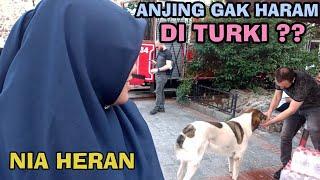 SEPEDULI INI ORANG-ORANG TURKI DENGAN HEWAN LIAR, TERUTAMA ANJING, BEBAS SENTUH ? GAK HARAM?