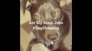 My Dog Ate my Maui Jims #DogShaming