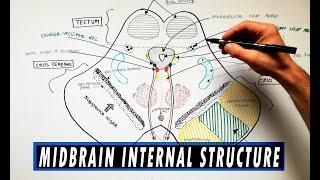 Midbrain | Cross section | Internal structure - Neuroanatomy Tutorial