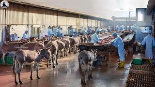 China's Largest Farm Raise Millions of Donkey for Milk & Meat, Inside Donkey Meat Processing Factory