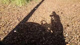 Mulching:leaves Time-Lapse & Real-Time