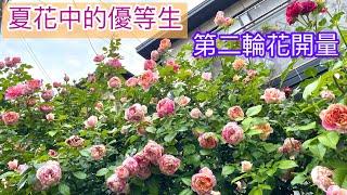 這一款夏季最能見人️我家最美的絞紋包子花形品種！#馬內#馬奈#エドゥアールマネ#二番花#EdouardManet