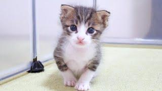 Es war so süß zu sehen, wie das Kätzchen auf die Milch zulief [Babykatze, geschützte Katze]