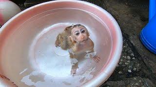 Baby Monkey Milo Enjoys Bathing And Relaxing Massage