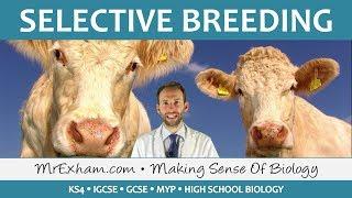 Selective Breeding - GCSE Biology (9-1)