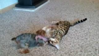 Yorkie plays with Cat