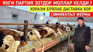 ЯНГИ ПАРТИЯ ЗОТДОР МОЛЛАР КЕЛДИ СИММЕНТАЛ ФЕРМА ХОРАЗМ БУ́ЙЛАБ ДАСТАВКА БОР !!! ХОРАЗМ БОЗОР