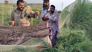 Batair ka shikar 2022 | Kirak aur Dog k sath Shikar | Quail Hunting 2022 | Common Quail Hutig