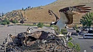 Iris Calls In A Fresh Fish Delivery At Hellgate Osprey Nest – July 15, 2024