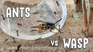 EPIC BATTLE - tiny ants vs WASP (happy ending)