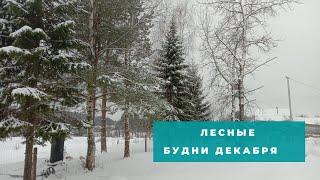 лесные будни декабря