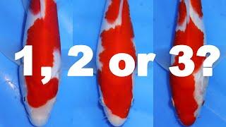 The best 3 Kohaku!? [KOI SELECTION]