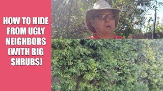 How to Hide from Ugly Neighbors with Big Shrubs