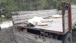 ASLANIMI KAYBETTİM!!KÖPEGİM TORAMANI KAYBETTİM.