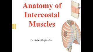 Anatomy of Intercostal Muscles