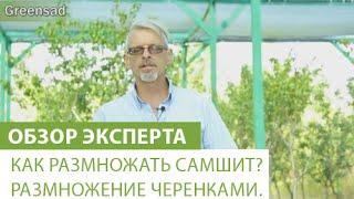 Как размножать самшит? Размножение черенками.