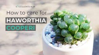 BEST TIPS: HOW TO CARE FOR HAWORTHIA COOPERI