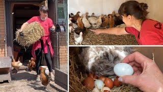 МНОГО РАБОТЫ В КУРЯТНИКЕ Грязные яйца под курицей В гнездах паразиты