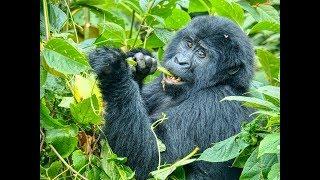 Our Gorilla Habituation Experience in the Bwindi Impenetrable National Park, Uganda