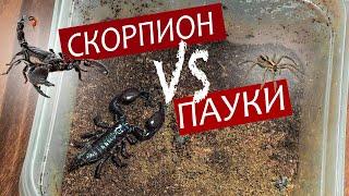 Бойня СКОРПИОН против ТРЕХ ПАУКОВ - кто кого? Что сделает скорпион с тремя шустрыми пауками?