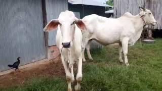 គោល្អធំៗនៅបាត់ដំបង, cows big big Cambodia, Cow Videos for Children, More Cows for Kids