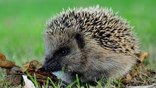 Incredible Hedgehog Facts! | Hedgehogs are commonly described as an animal with spikes |warm-blooded