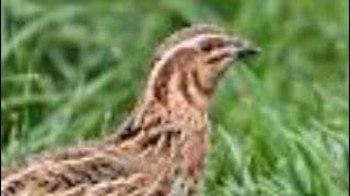 COMMON QUAIL birds,For Hunting 2023, COMMON Quail birds king kpk video viral,