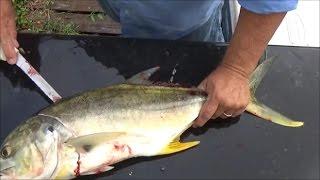 Can You Eat Jack Crevalle Trash Fish or Treasure? Smoked Jack Crevalle How to Cook Jack Crevalle