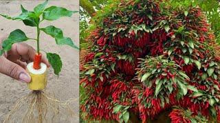 How to grafting chili peppers in bananas get more fruit than usual | How to grow peppers in bananas