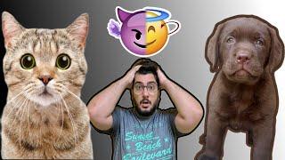 Cat Vs Dog as a Pet | What are Benefits of having Cat and Dog Together