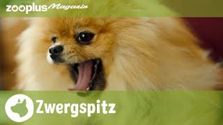 Der Zwergspitz (Pomeranian): Charakter, Haltung & Pflege