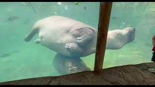 Fiona Playing with Fritz - Cincinnati Zoo