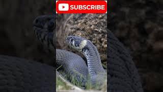 Closeup Footage of - A snake is waiting for his prey !! #new #viral #wildlife #animal #shorts