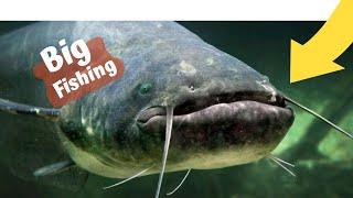 Big fishing/catsfishing hunting with fake bait/ Yayın balığı avı #shorts #fishing