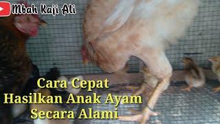 Cara Cepat Hasilkan Anak Ayam Kampung Secara Alami