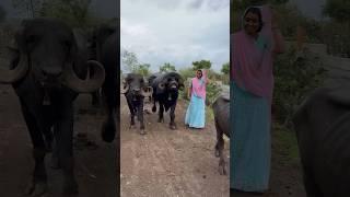 #jafarabadi #buffalo #gujarat #priyankadinudairyfarm #shorts #video #viral #tranding #dariyfarm