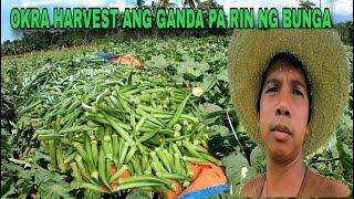 OKRA HARVEST ANG DAMI PA RIN