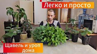 щавель и укроп дома ,это легко и просто.  Весь процесс в 1 видео .