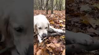 Golden retriever Finn on a walk in Moscow