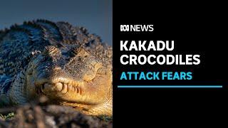 Fears a croc attack is a matter of time in Kakadu National Park | ABC News