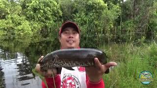 Sambarannya Bikin Merinding ‼️ Casting ikan gabus di air hitam // Mandor Mancing