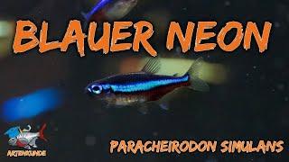 Der Blaue Neon - Paracheirodon simulans | ADVENTdicted! Adventskalender | Türchen 6