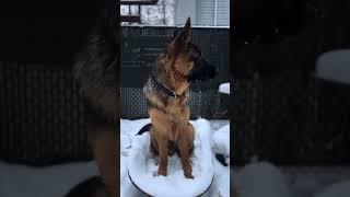 Balto: The Snow King ️ | German Shepherd Adventures #germanshepherd #gsd #cutedogs