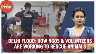 Wide-eyed floating puppies, stranded cows—animal lovers on NDRF boats on Delhi flood rescue