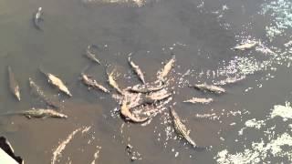 Biggest saltwater crocodile feeding on Costa Rica