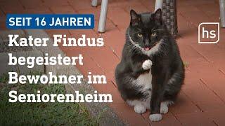 Diese Katze kommt immer wieder zurück ins Seniorenheim | hessenschau