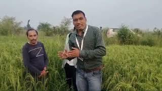 हिप्पो एग्रो का धान में शानदार रिजल्ट-2 @hippocorporation  #video #agriculture #result