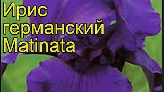 Ирис германский Матината. Краткий обзор, описание характеристик iris germanica Matinata