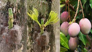 Three Multi grafting On One Mango Tree | How To Graft A Mango Tree